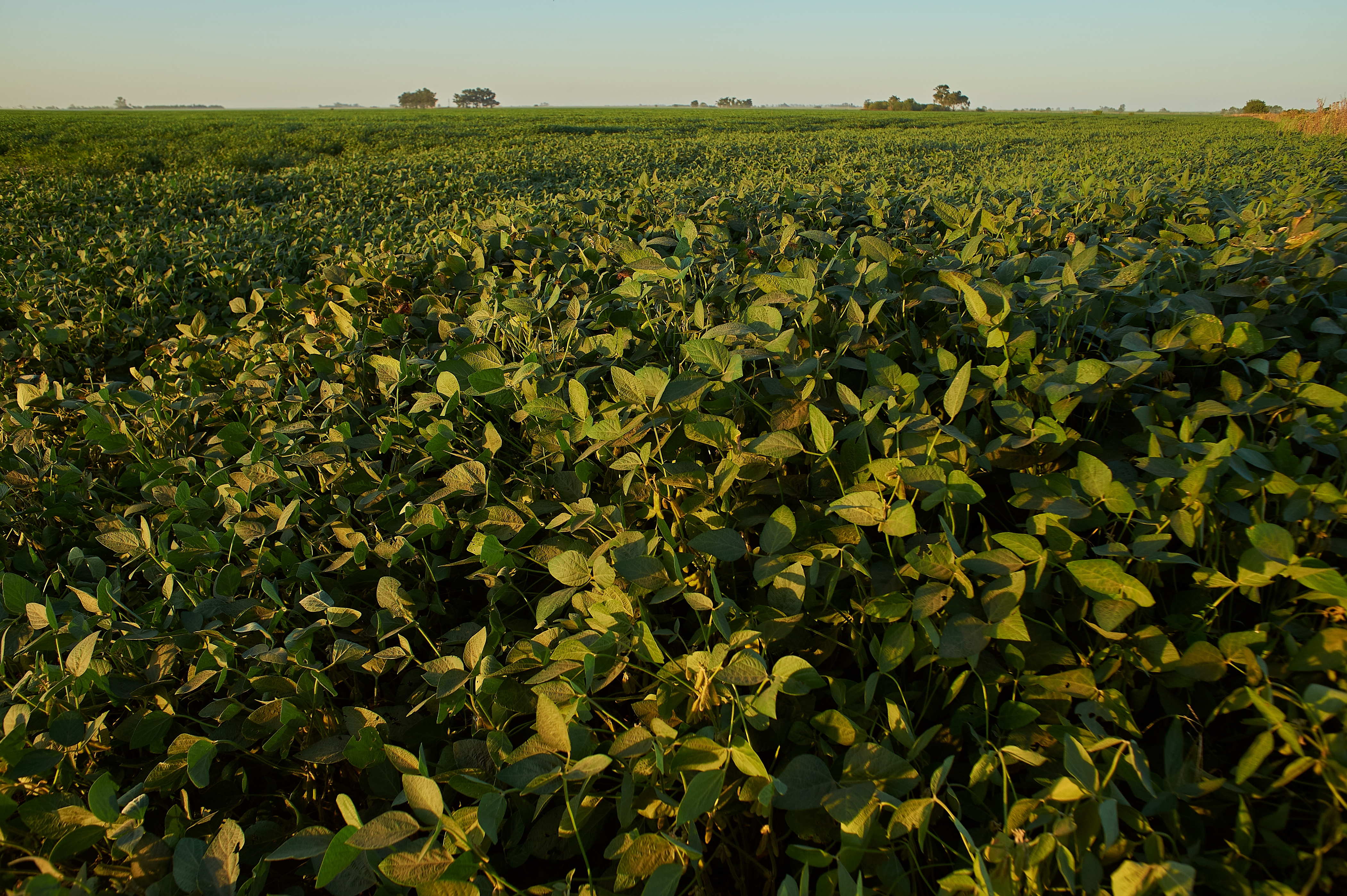 Soybean Research